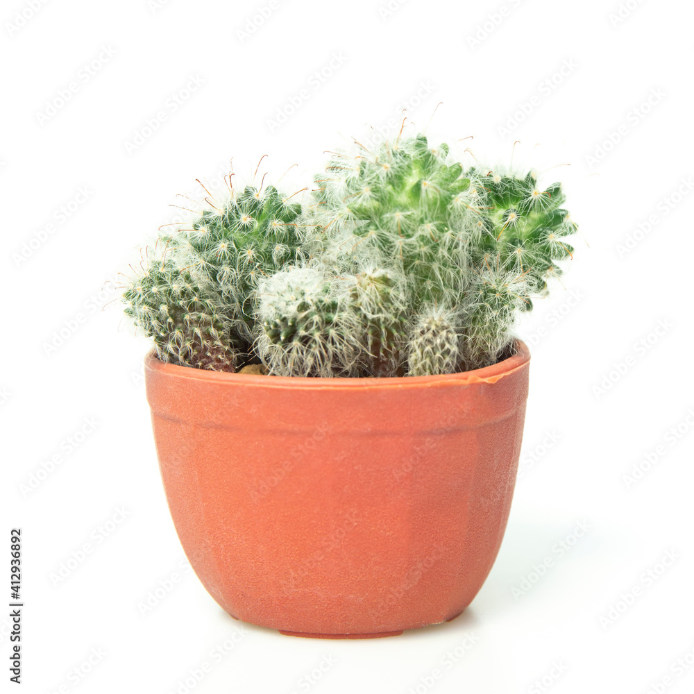Cactus isolated on white background. Cactus isolated on white background.