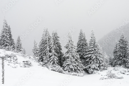 Trees covered with snow on a mountain slope. © Oleksiy