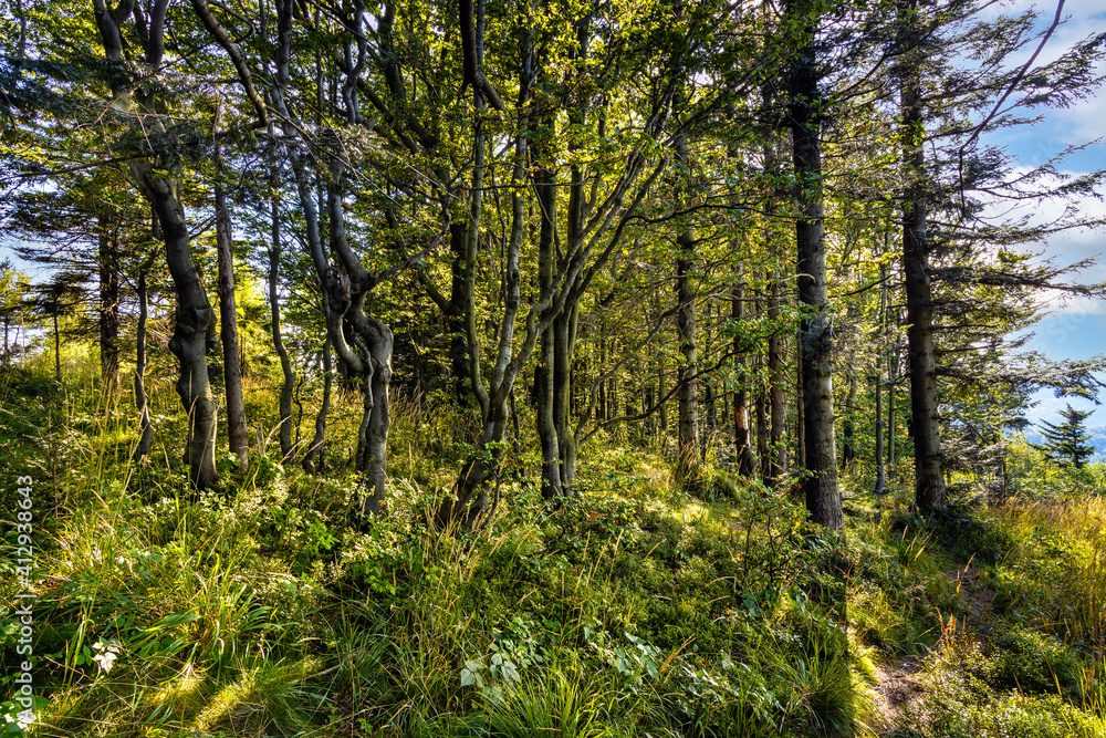 Obraz premium Mixed forest landscape at Leskowiec peak and Przelecz Midowicza Pass in Little Beskids mountains near Andrychow in Lesser Poland