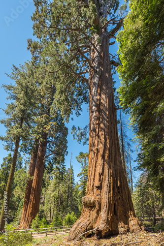 Mammutbaum Kalifornien National Park