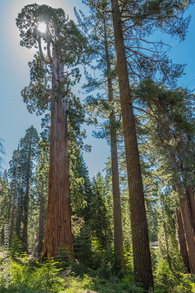 Fototapeta premium Mammutbaum Kalifornien National Park