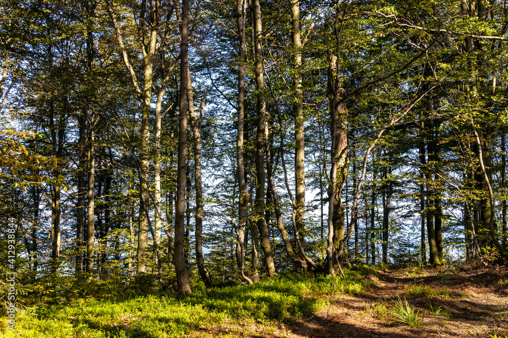 Obraz premium Mixed forest landscape at Leskowiec peak and Przelecz Midowicza Pass in Little Beskids mountains near Andrychow in Lesser Poland
