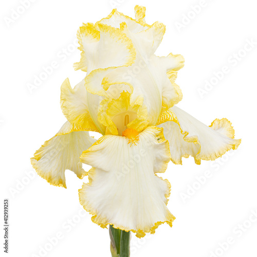 Fototapeta Naklejka Na Ścianę i Meble -  Yellow flower of iris, isolated on white background