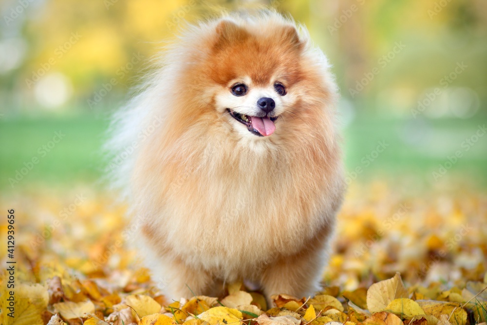 Portrait of cute happy smiling Pomeranian spitz dog walking in golden autumn park in colorful leaves
