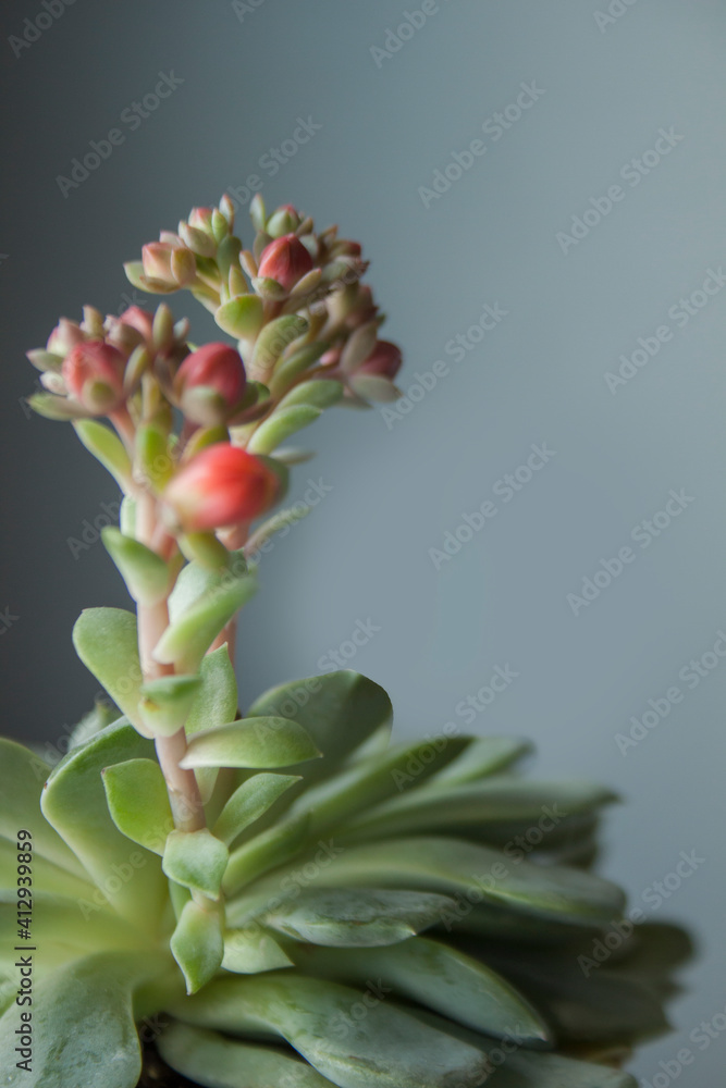 Close up of a green colorful succulent. Inside plant. Close up of a green colorful succulent. Inside plant.