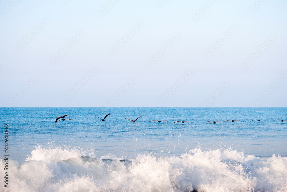 Pelicans flying over the pacific ocean, Pelecanus occidentalis, Guatemala volcanic beach, Monterrico, central america.