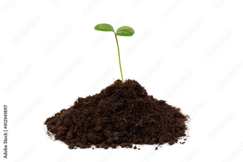 Seedlings are growing from fertile soil with a clean white background. Citrus plant.