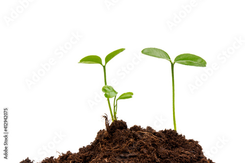 Seedlings are growing from fertile soil with a clean white background. Citrus plant.