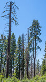Sequoias im Kings Canyon Nationalpark