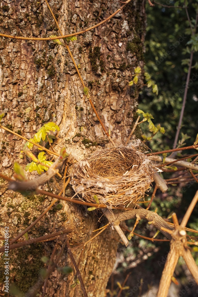 an empty bird nest in a tree an empty bird nest in a tree