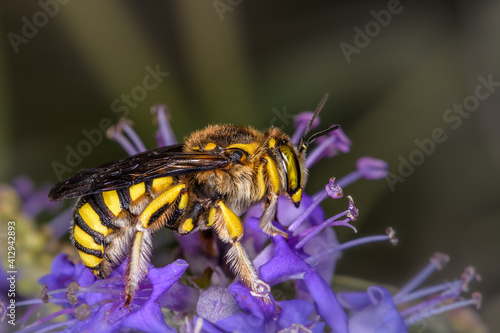 Side close-up of Anthidium manicatum wasp on a lilac flower © Pere Roura