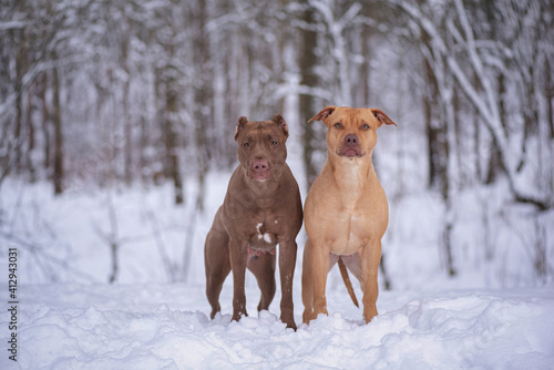 Murais de parede Portrait of two cute American Pit Bull Terriers in the forest in the snow in winter