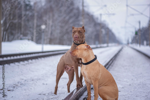 Fotografie, Obraz Portrait of two cute American Pit Bull Terriers in the forest in the snow in winter