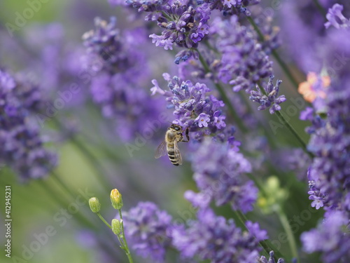 Fototapeta Naklejka Na Ścianę i Meble -  Eine Biene im Lavendel