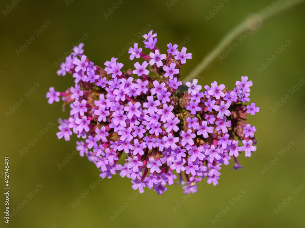 purple flower of purpletop, clustertop or Argentinian vervain or tall verbena or pretty verbena (Verbena bonariensis) purple flower of purpletop, clustertop or Argentinian vervain or tall verbena or pretty verbena (Verbena bonariensis)