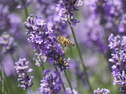 Fototapeta Naklejka Na Ścianę i Meble -  Eine Biene im Lavendel