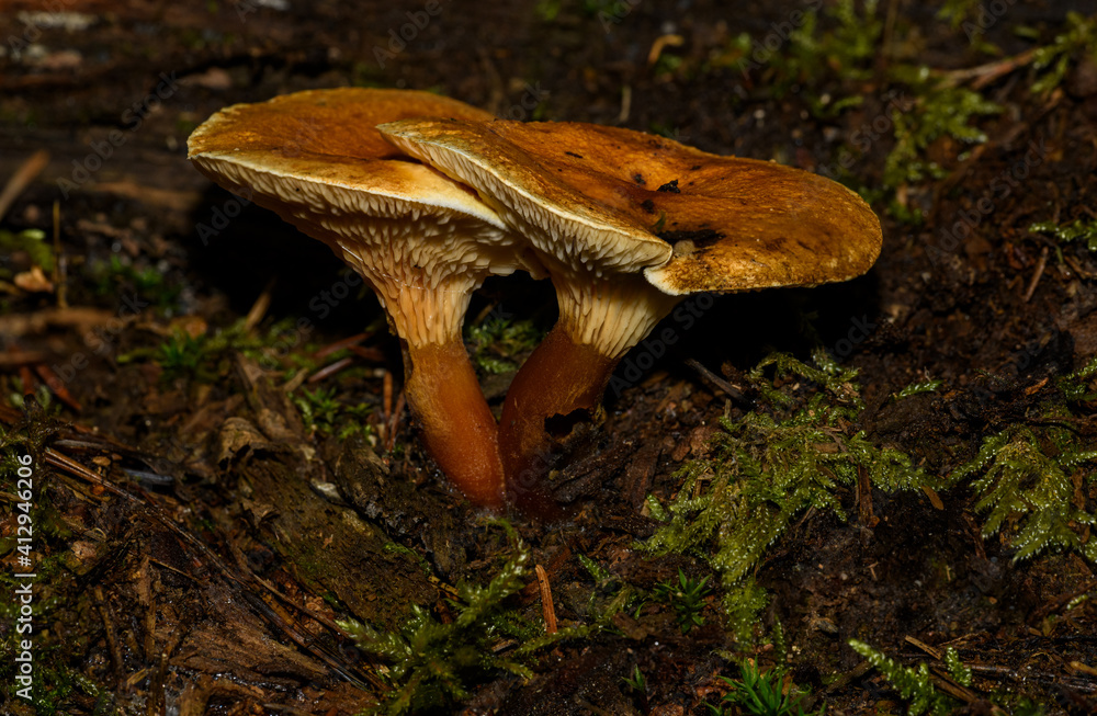 Fototapeta premium two orange mushrooms in forest undergrowth