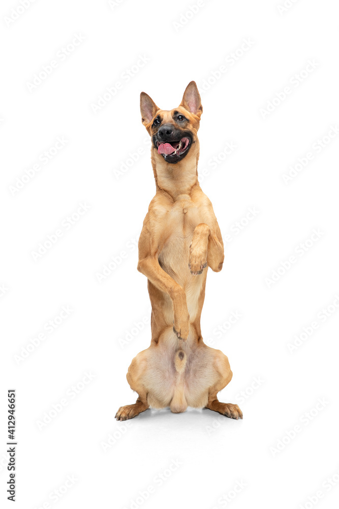 Obraz premium Kid. Young Belgian Shepherd Malinois is posing. Cute doggy or pet is playing, running and looking happy isolated on white background. Studio photoshot. Concept of motion, movement, action. Copyspace.