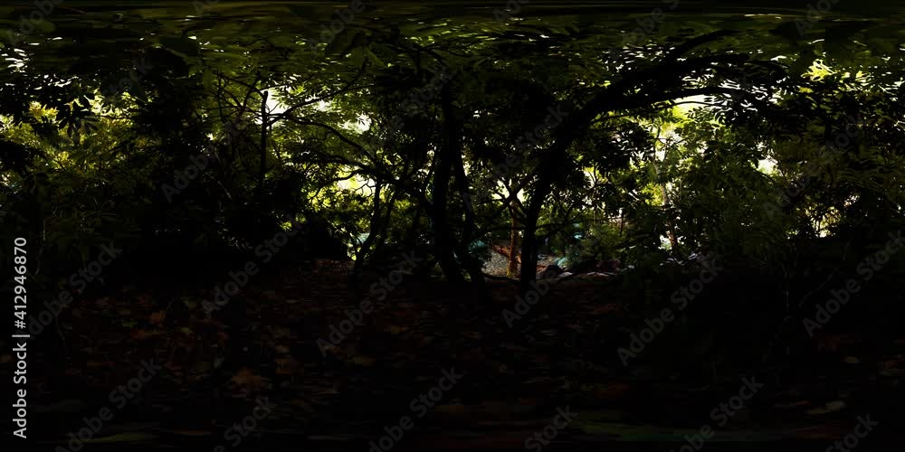 VR360 view of Tropical jungle forest VR360 view of Tropical jungle forest