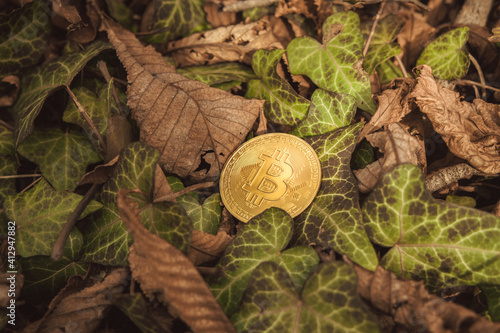 Bitcoin ivy with green leaves in the forest