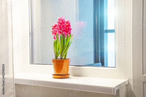 Three pink purple blooming hyacinths in one pot on the window sill in the apartment. International women's day gift.