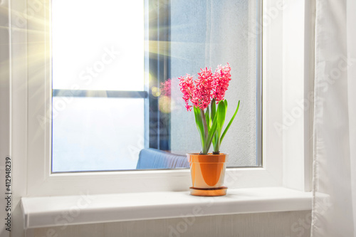 Three pink purple blooming hyacinths in one pot on the windowsill in the apartment. International women's day gift.