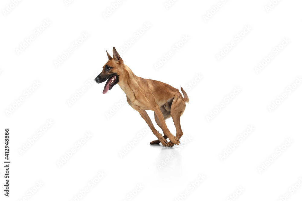 Jumping. Young Belgian Shepherd Malinois is posing. Cute doggy or pet is playing, running and looking happy isolated on white background. Studio photoshot. Concept of motion, movement, action Jumping. Young Belgian Shepherd Malinois is posing. Cute doggy or pet is playing, running and looking happy isolated on white background. Studio photoshot. Concept of motion, movement, action