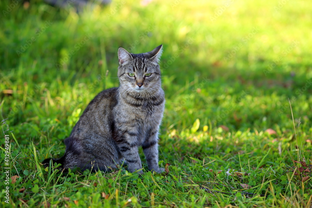 A tabby cat sits on the green grass