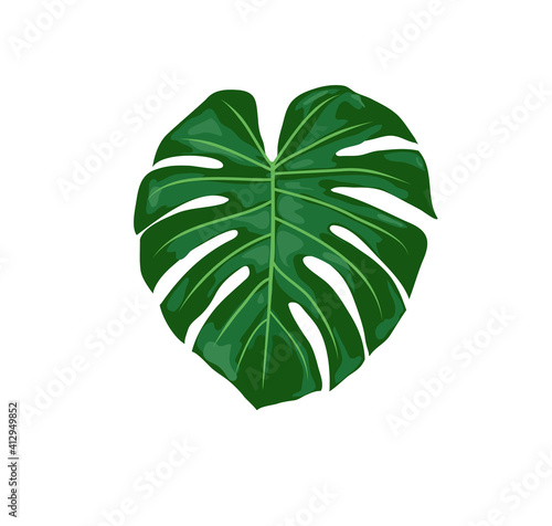 tropical monstera leaves vector illustration. Monstera plant leaves