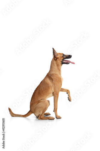 Hello. Young Belgian Shepherd Malinois is posing. Cute doggy or pet is playing, running and looking happy isolated on white background. Studio photoshot. Concept of motion, movement, action. Copyspace