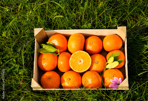 obstkiste mit frisch geernteten orangen auf einer Wiese photo