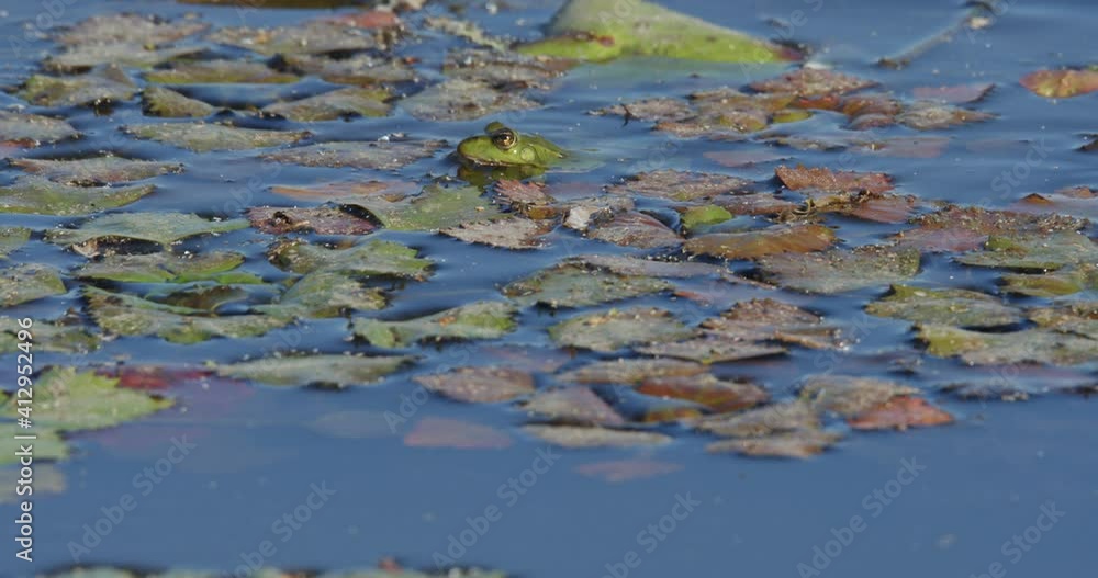 Green frog hunt insect on the wetland in slow motion 240 FPS Green frog hunt insect on the wetland in slow motion 240 FPS