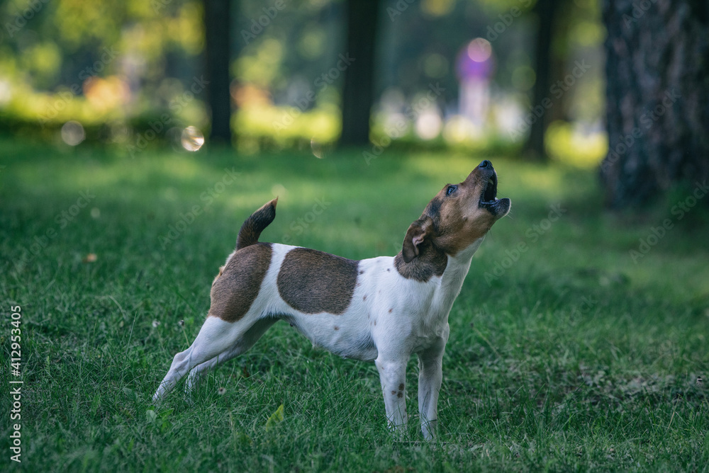 Jack russell terrier howls in the summer park.