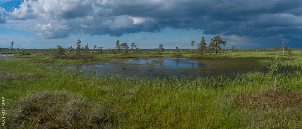 wood flooring in the swamp.