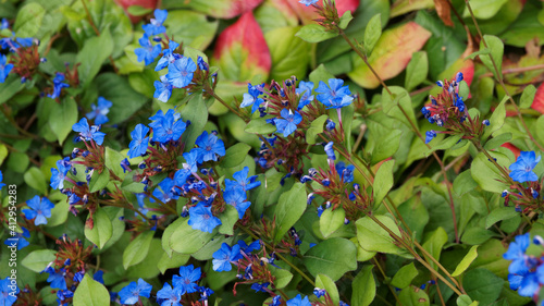 Foto Touffe de Cératostigme rampant ou fleur de plumbago de Lady Larpent (Ceratostigm