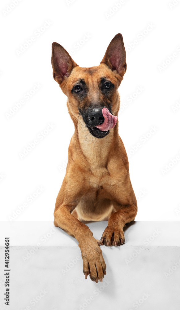 Kindly. Young Belgian Shepherd Malinois is posing. Cute doggy or pet is playing, running and looking happy isolated on white background. Studio photoshot. Concept of motion, movement, action