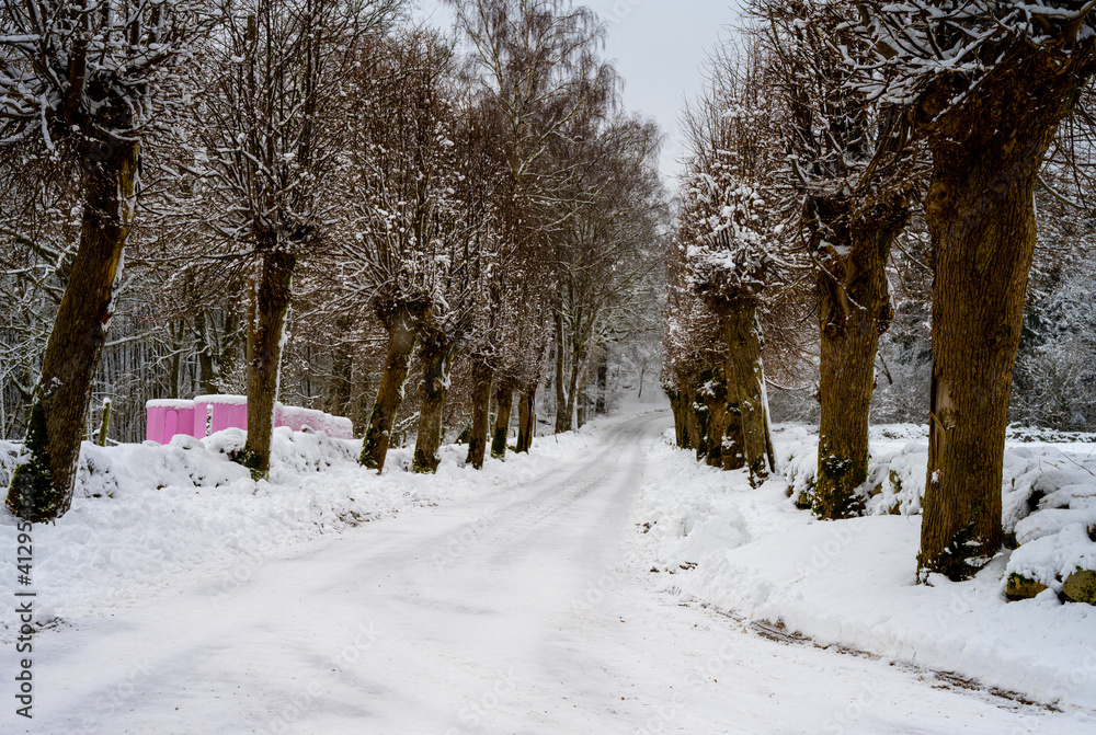 Fototapeta premium An icy and snowy winter road going through a traditionally pruned line of willow trees. Picture from Scania, southern Sweden
