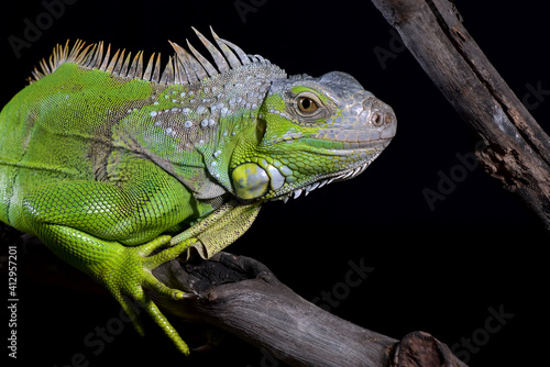 Green iguana in black background