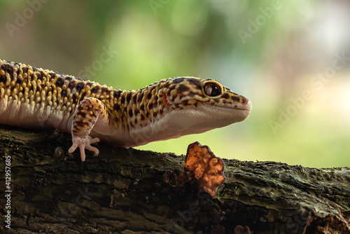 leopard gecko on tree branch