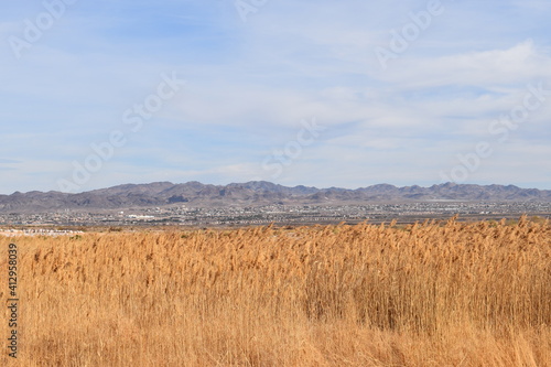 Wheat field in the wind