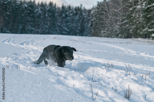 A black labrador is running across a snowy field.