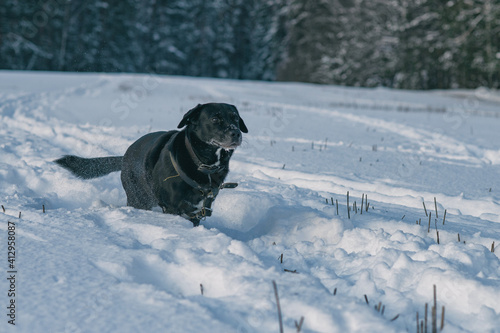 A black labrador is running across a snowy field.