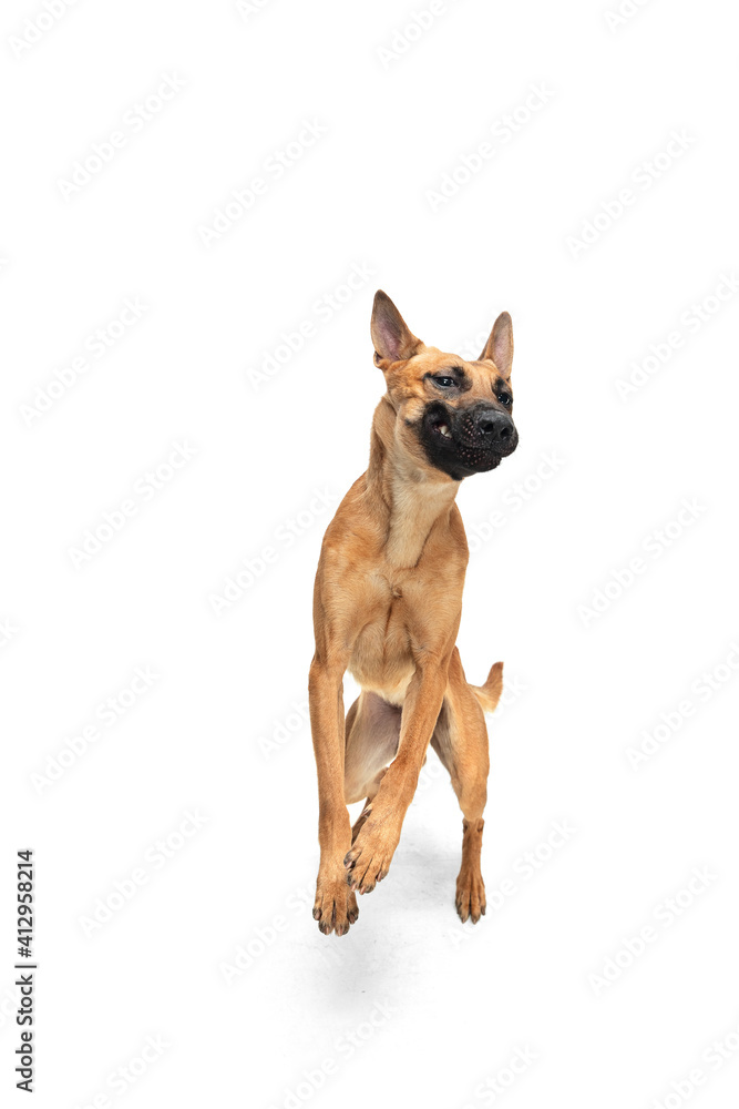 Emotional. Young Belgian Shepherd Malinois posing. Cute doggy or pet is playing, running and looking happy isolated on white background. Studio photoshot. Concept of motion, movement, action Emotional. Young Belgian Shepherd Malinois posing. Cute doggy or pet is playing, running and looking happy isolated on white background. Studio photoshot. Concept of motion, movement, action
