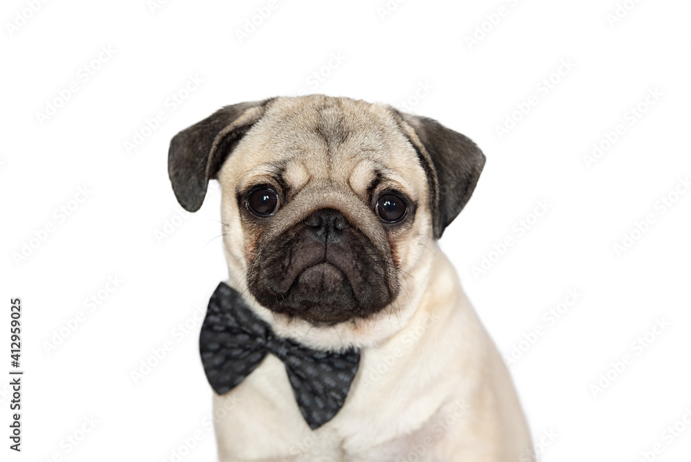 portrait of a sad pug in a bow tie close-up on a white background