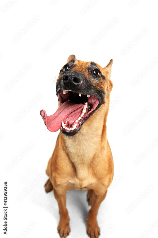 Emotional. Young Belgian Shepherd Malinois posing. Cute doggy or pet is playing, running and looking happy isolated on white background. Studio photoshot. Concept of motion, movement, action