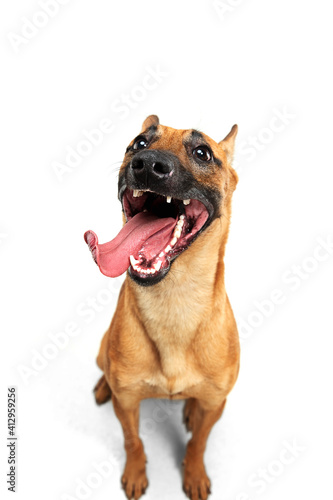 Emotional. Young Belgian Shepherd Malinois posing. Cute doggy or pet is playing  running and looking happy isolated on white background. Studio photoshot. Concept of motion  movement  action