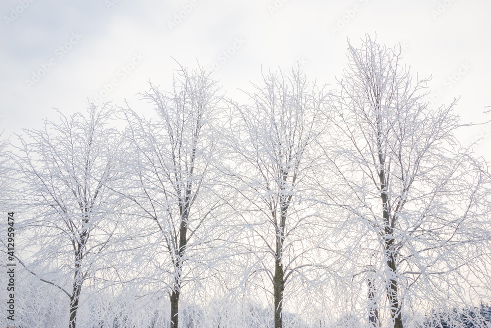 Winter landscape, trees in the snow Winter landscape, trees in the snow