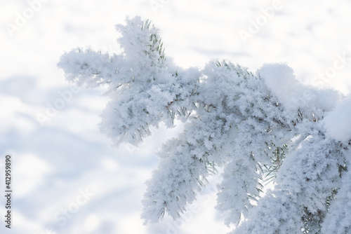 Close-up, tree branch in the snow © Galina