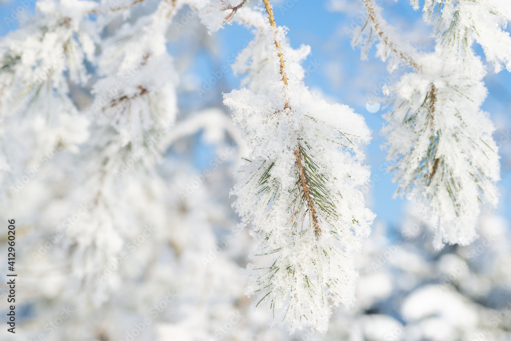 Close-up, tree branch in the snow