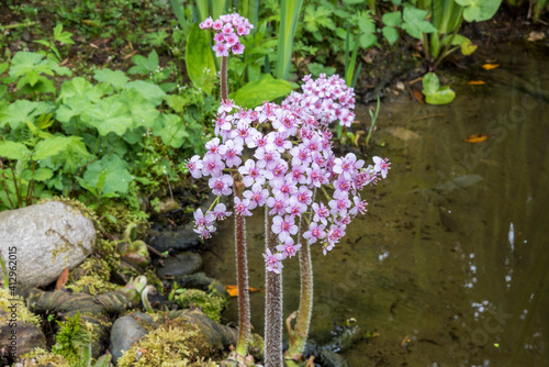 Closeup clusters of pink flowers of Darmera peltata at edge of water. Focus on foreground with rocks and pebbles at water's edge, bog garden and pond soft in the background in spring. photo